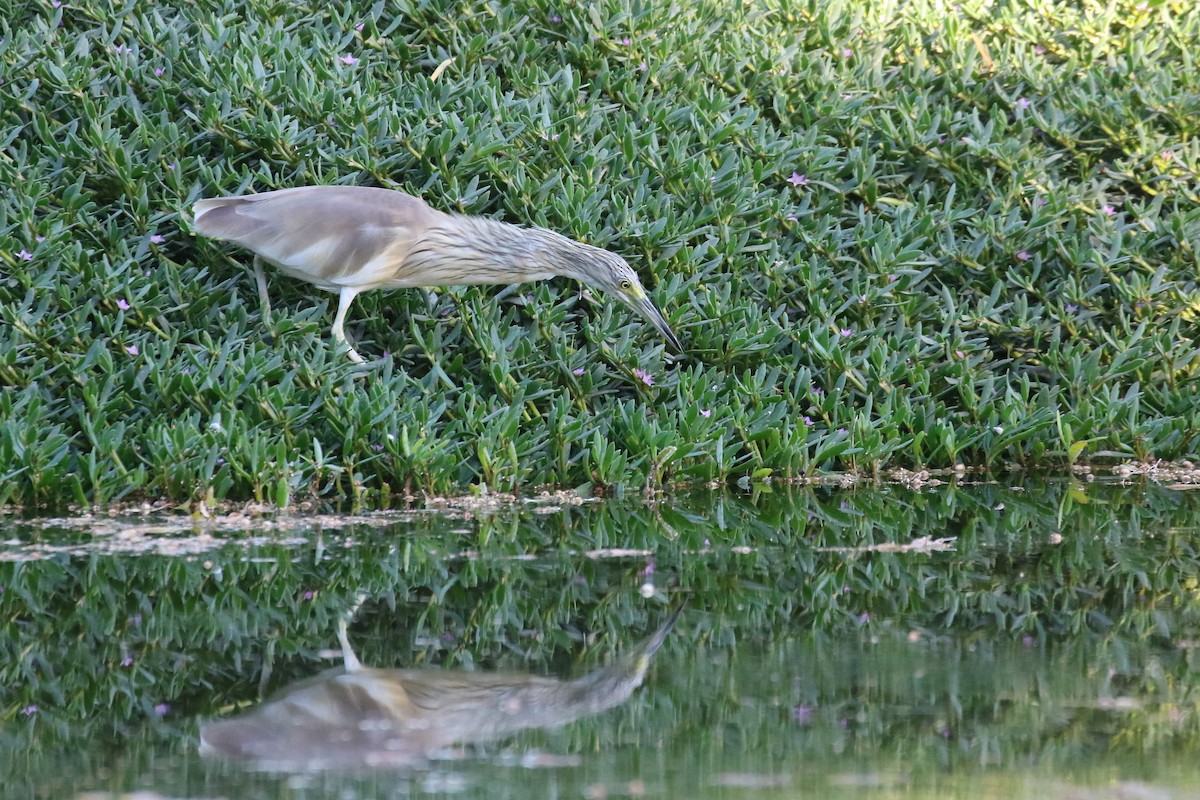 Squacco Heron - ML633942650