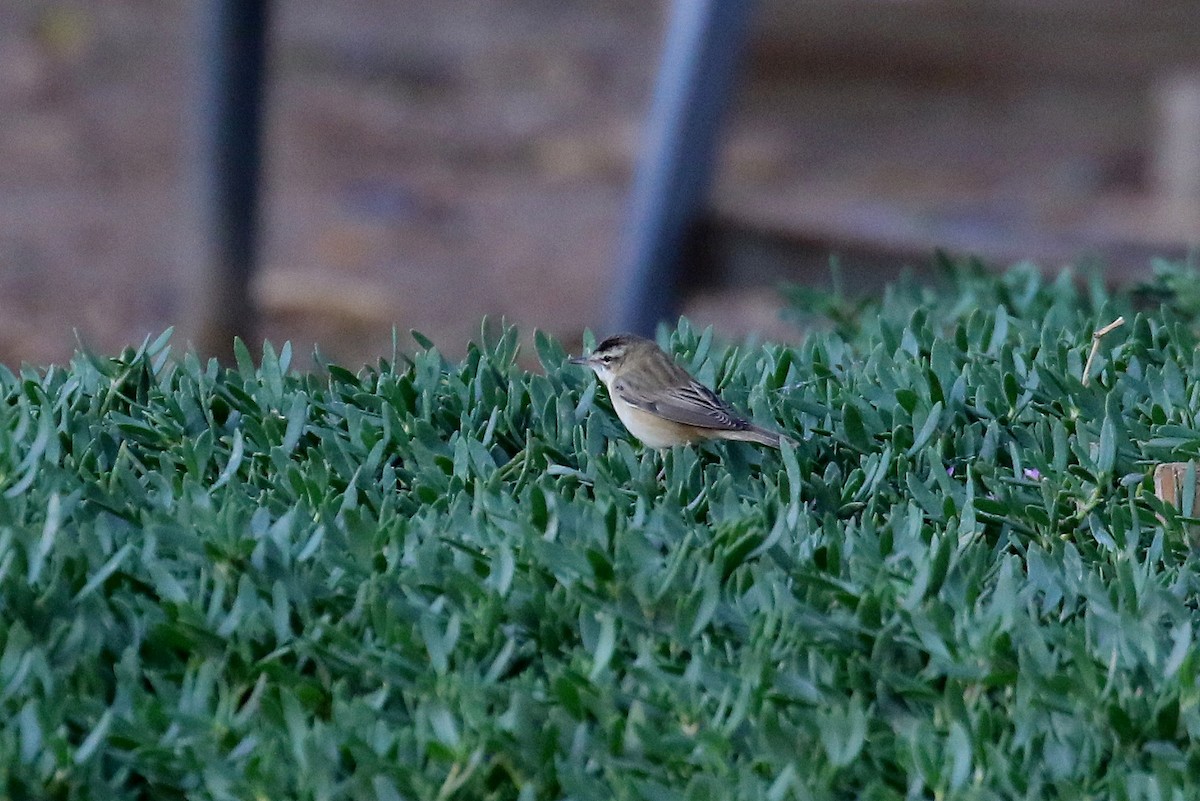 Sedge Warbler - ML633942664