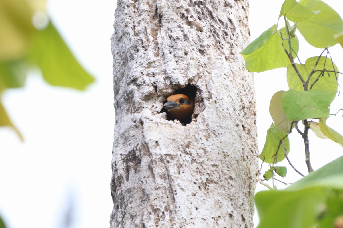 Guam Kingfisher - ML633942671