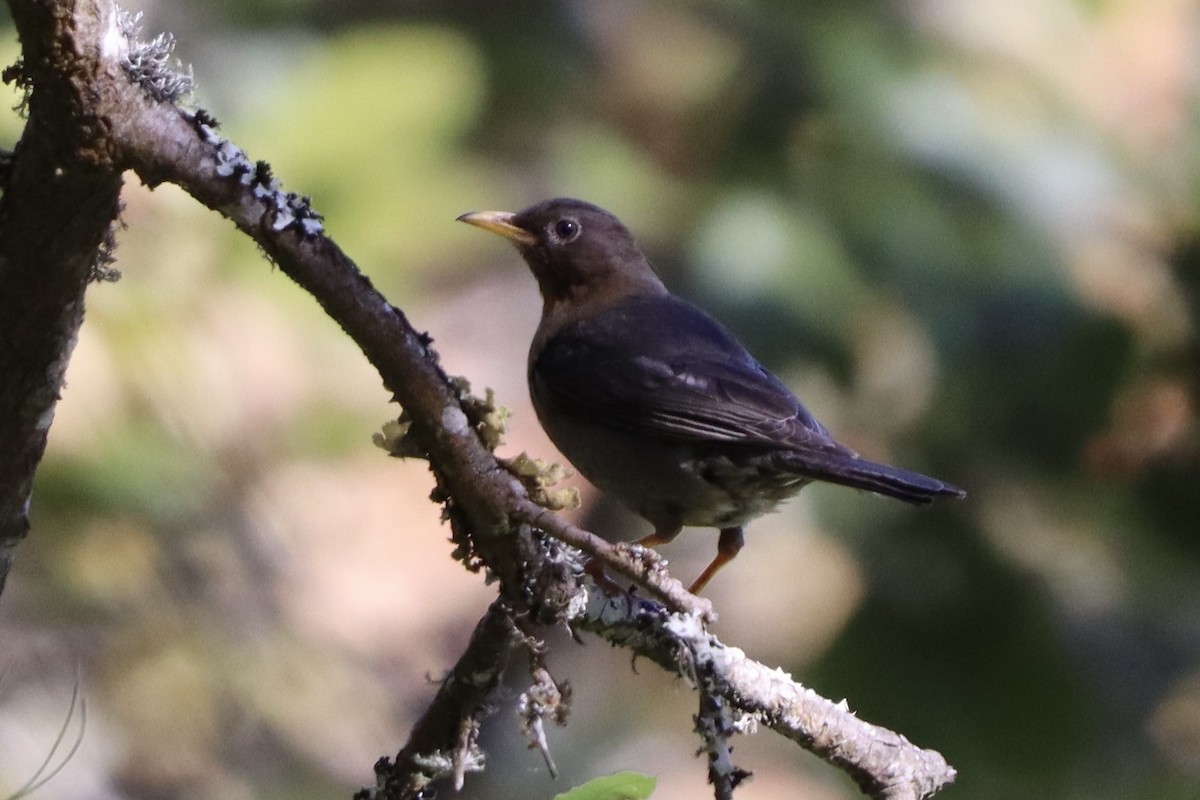 Rufous-collared Robin - ML633942783