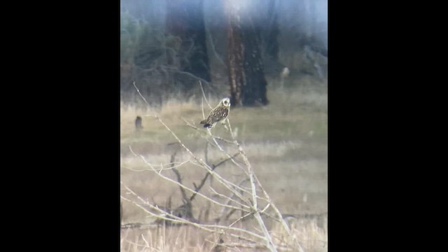 Short-eared Owl (Northern) - ML633942860