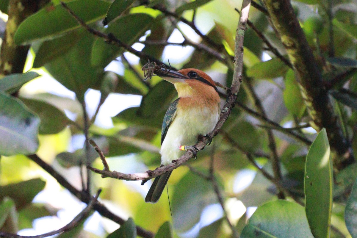 Guam Kingfisher - ML633942943
