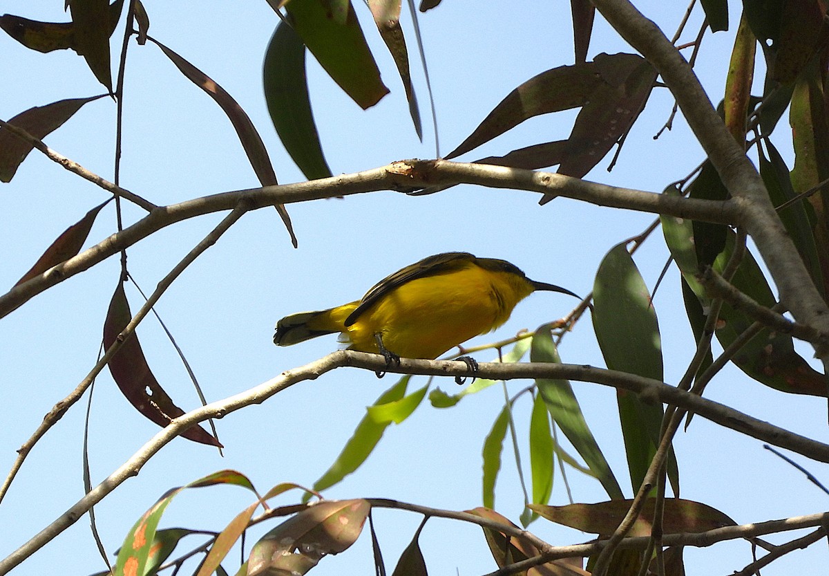 Sahul Sunbird - ML633942953