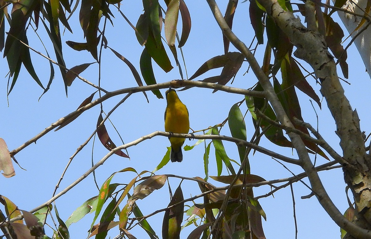 Sahul Sunbird - ML633942959