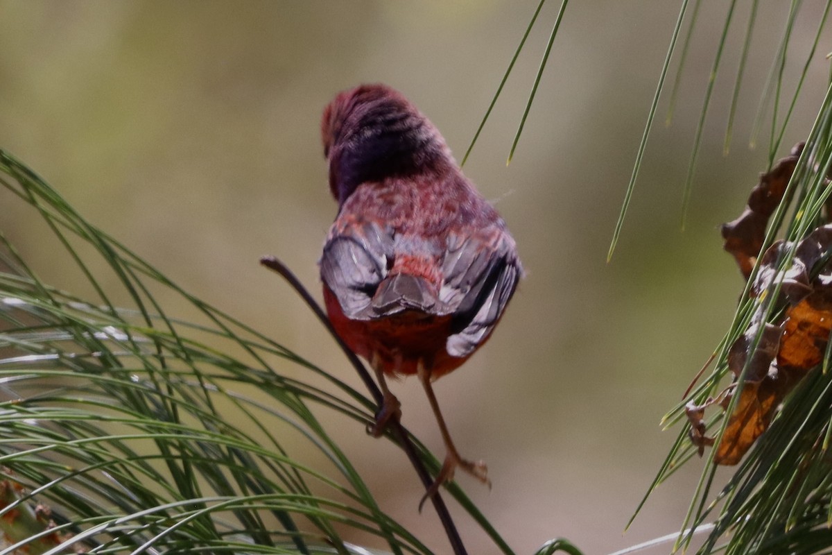 rosenparula - ML633942966