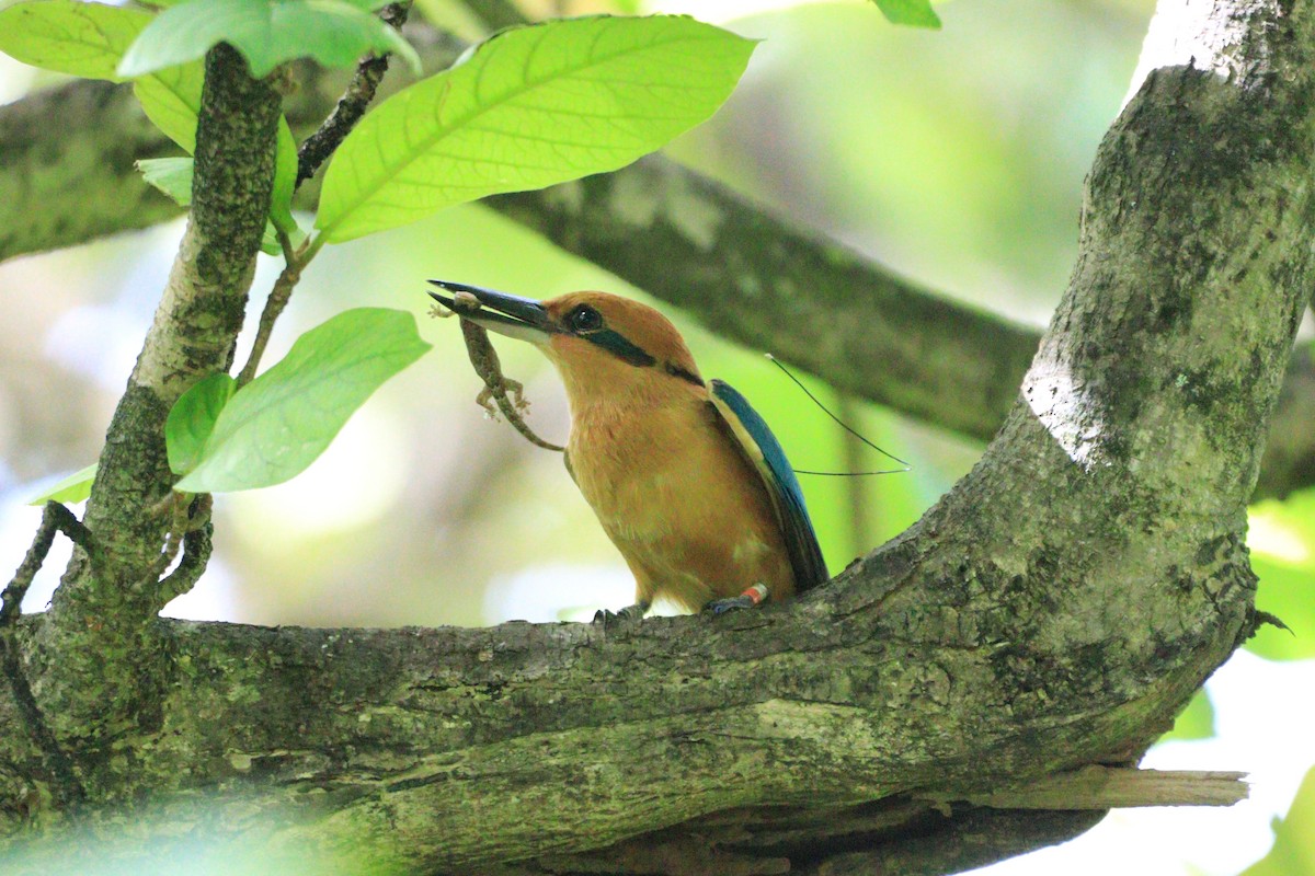 Guam Kingfisher - ML633943119
