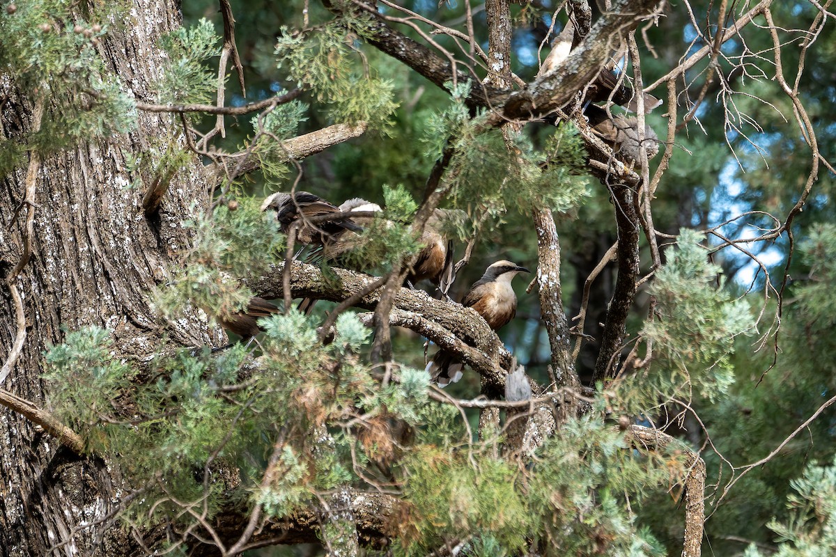 Gray-crowned Babbler - ML633943261