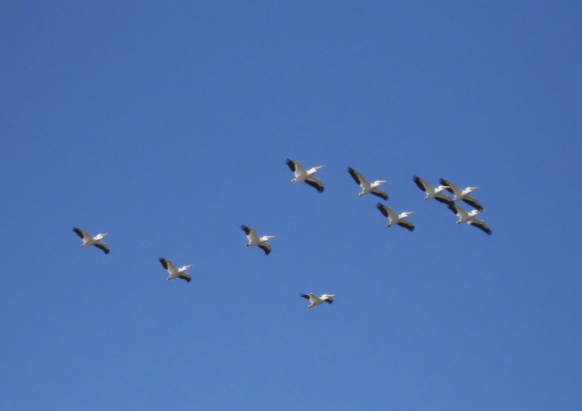 American White Pelican - ML633943459