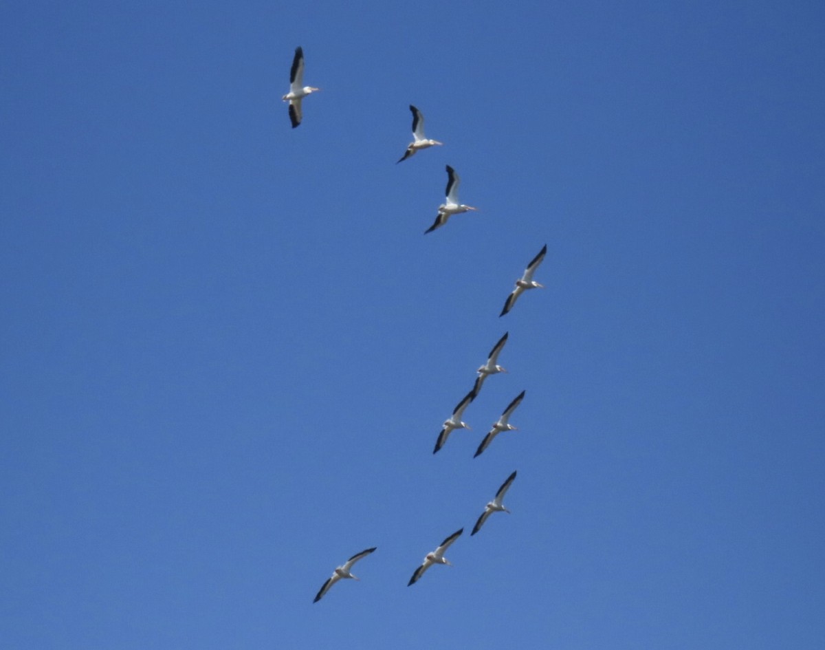American White Pelican - ML633943460