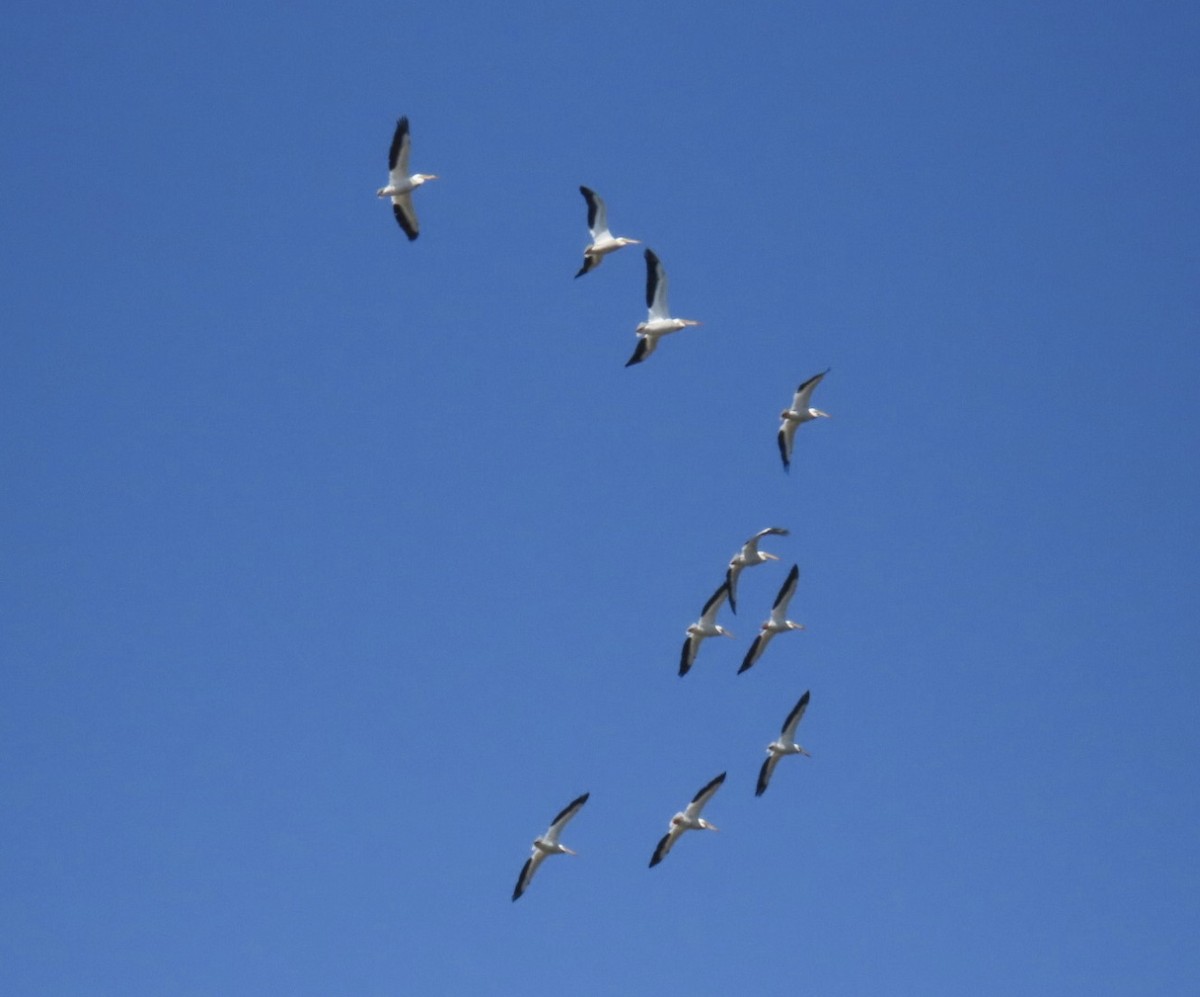 American White Pelican - ML633943461
