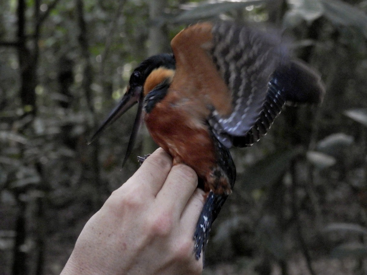 Green-and-rufous Kingfisher - ML633943642