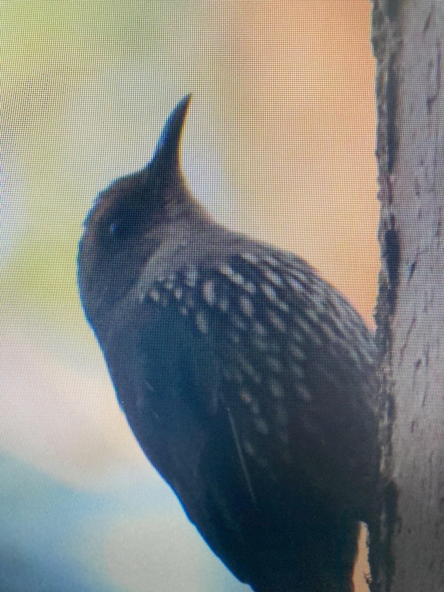 Red-browed Treecreeper - ML633943712