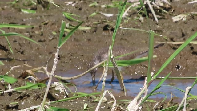 Solitary Sandpiper - ML633943776