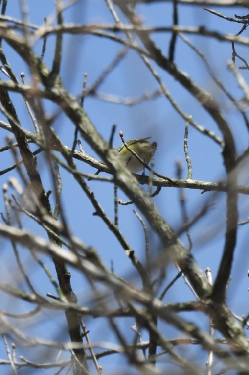 Blue-headed Vireo - ML633943862