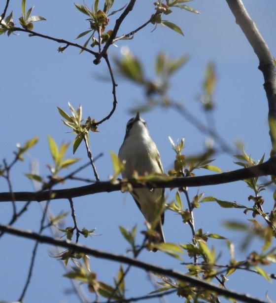Blue-headed Vireo - ML633943863