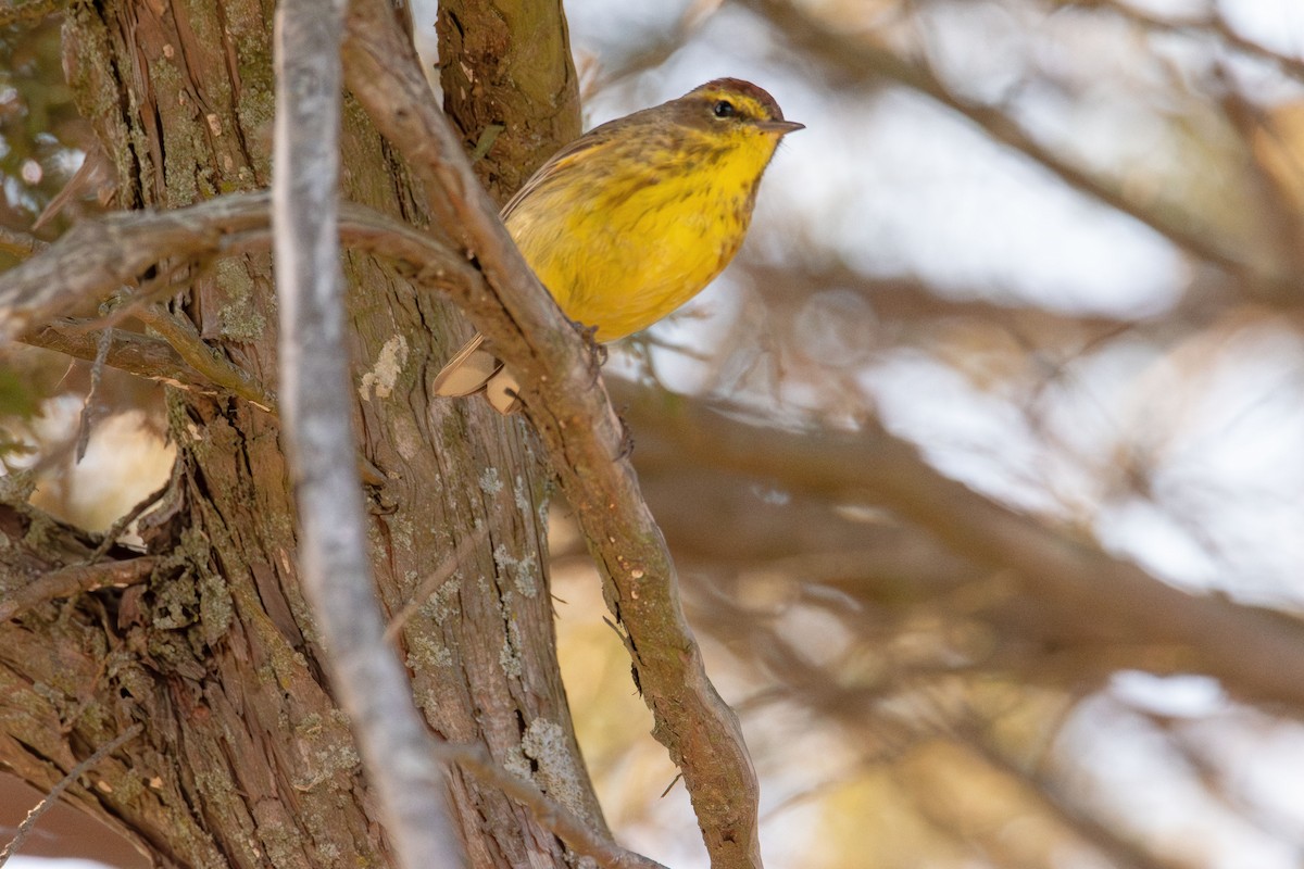 Palm Warbler - ML633943942