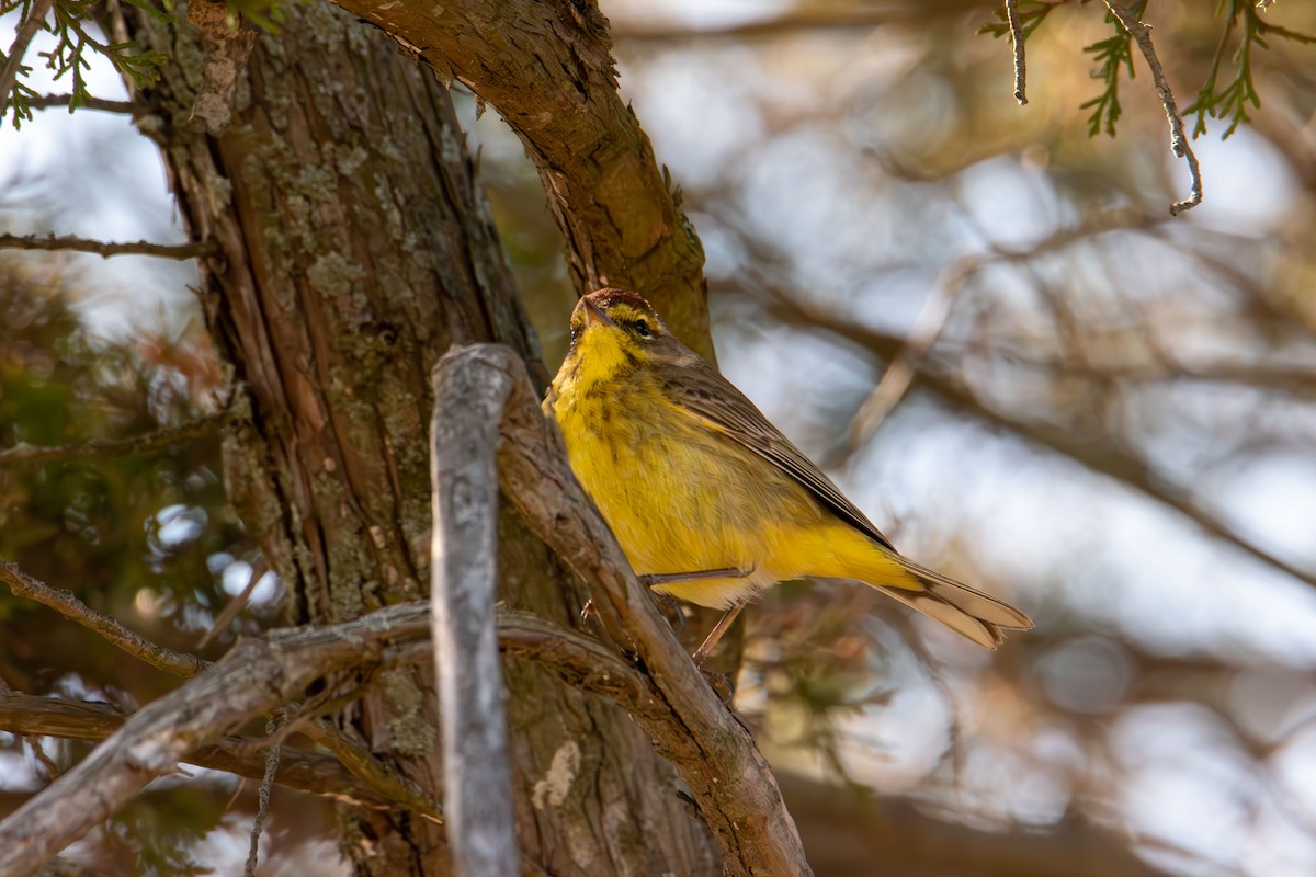 Palm Warbler - ML633943946