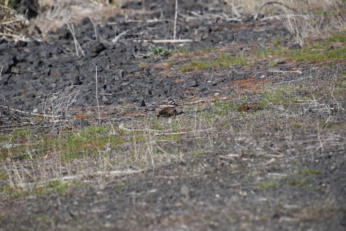 Killdeer - ML633943967