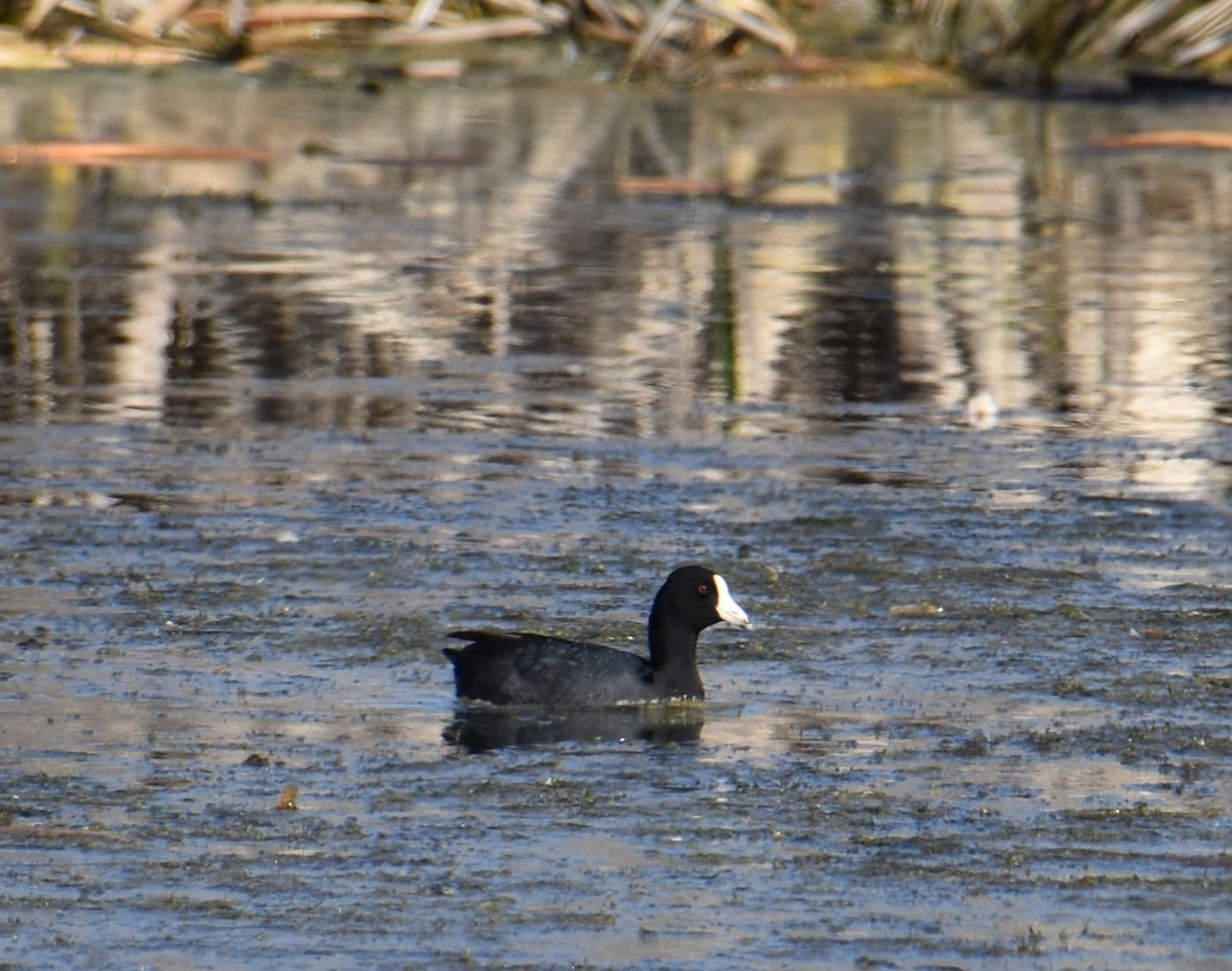 American Coot - ML633944010