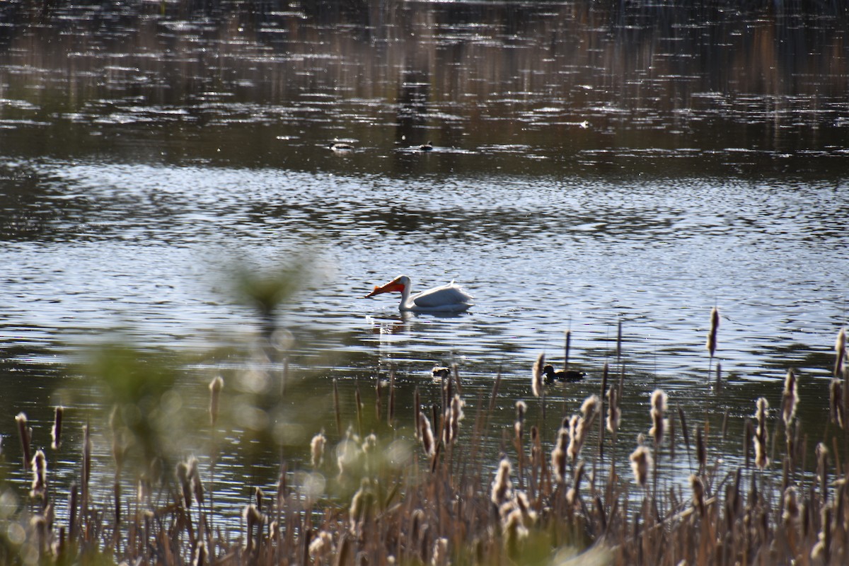 American White Pelican - ML633944196