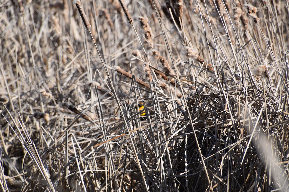 Yellow-headed Blackbird - ML633944209