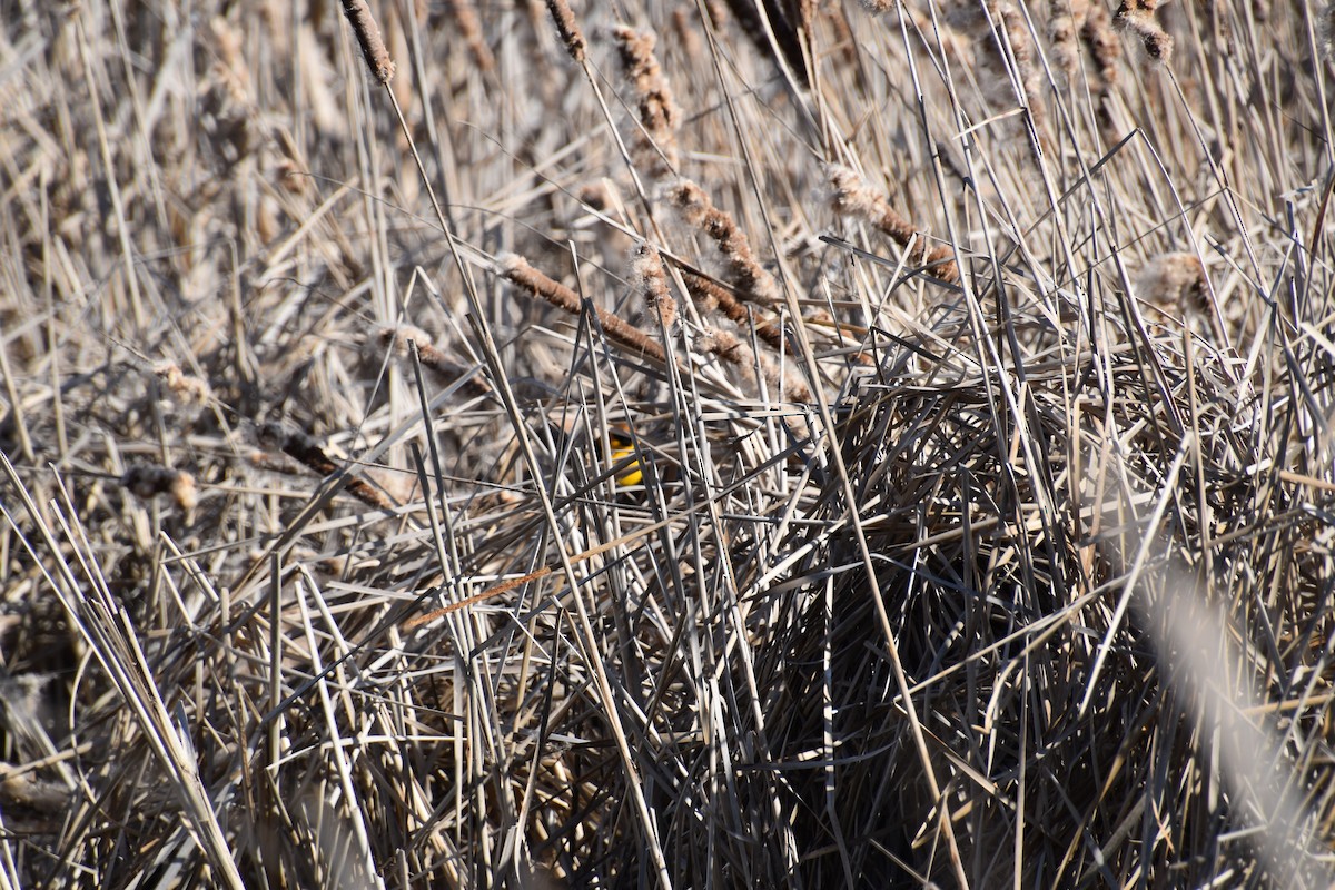 Yellow-headed Blackbird - ML633944223