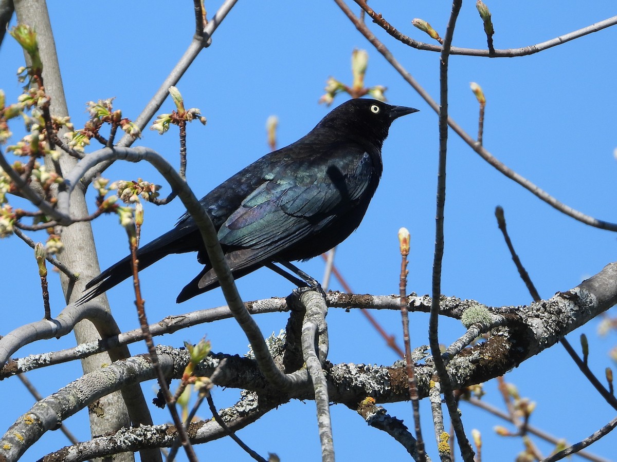 Brewer's Blackbird - ML633944274