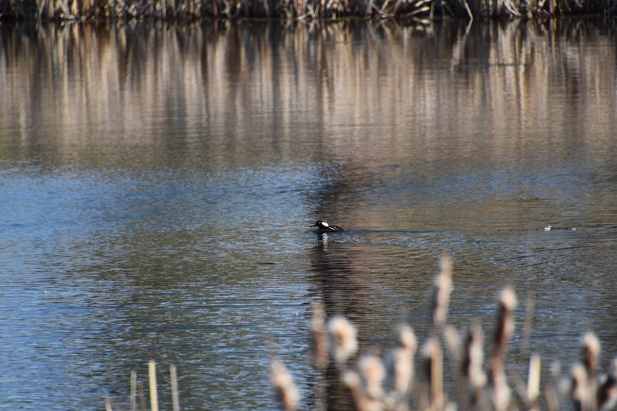 Hooded Merganser - ML633944295