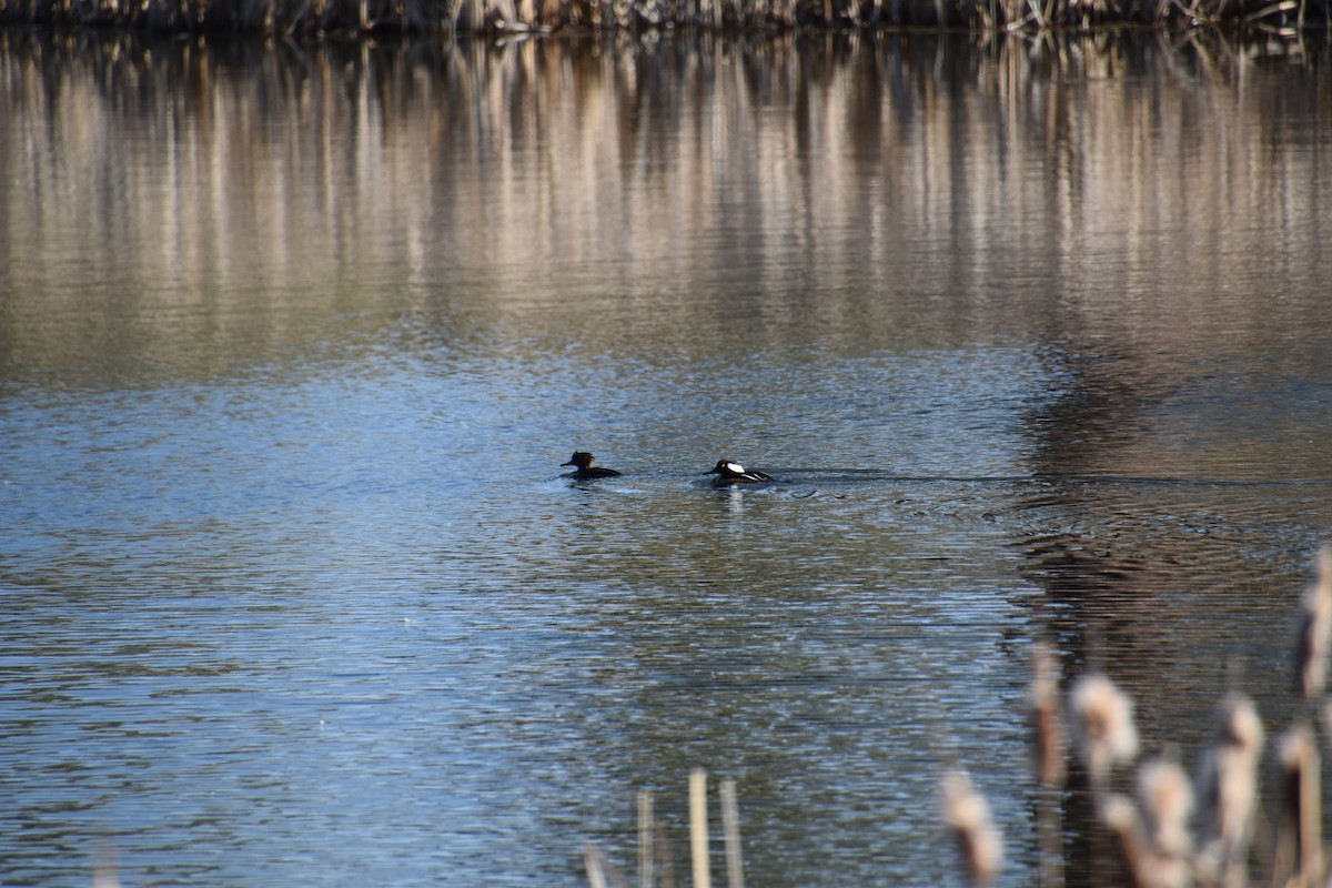 Hooded Merganser - ML633944300