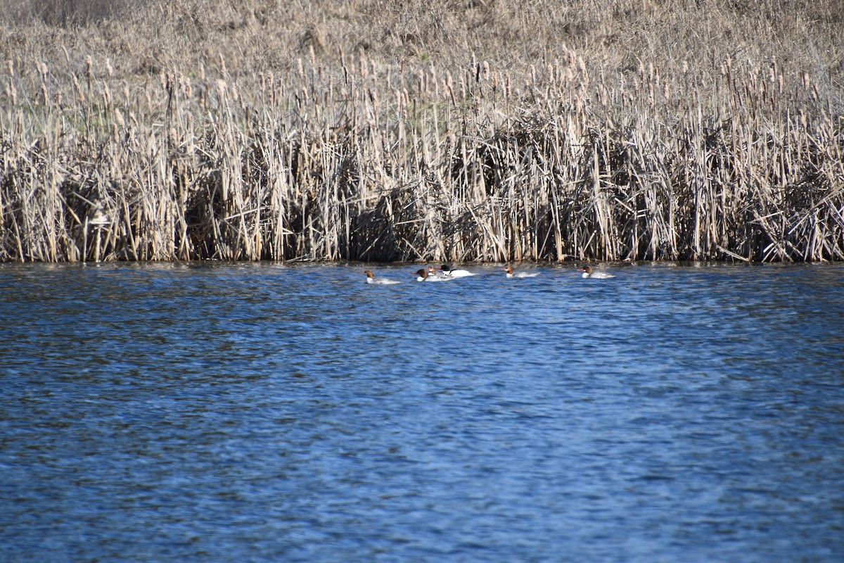 Common Merganser - ML633944311
