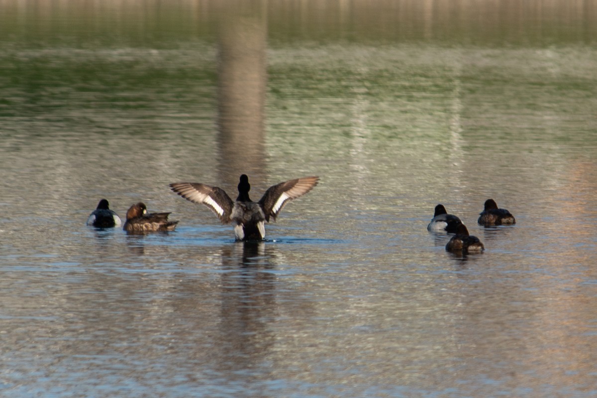Lesser Scaup - ML633944364