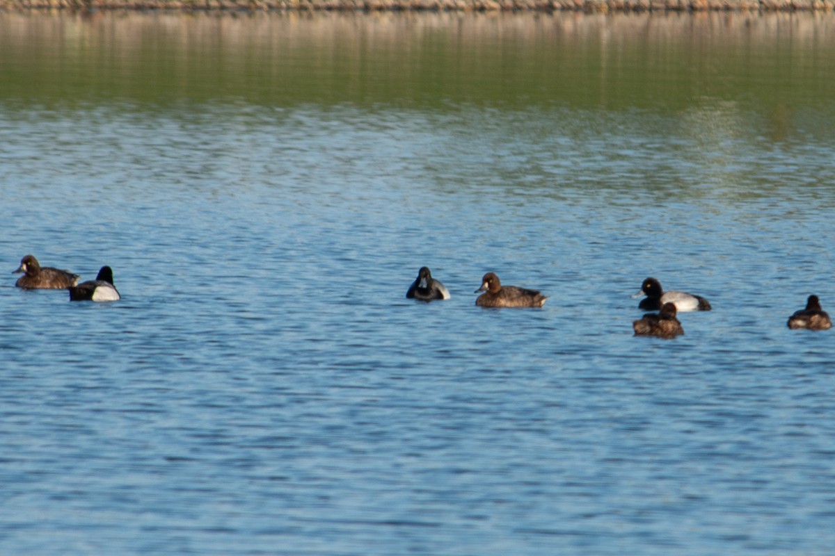 Lesser Scaup - ML633944371