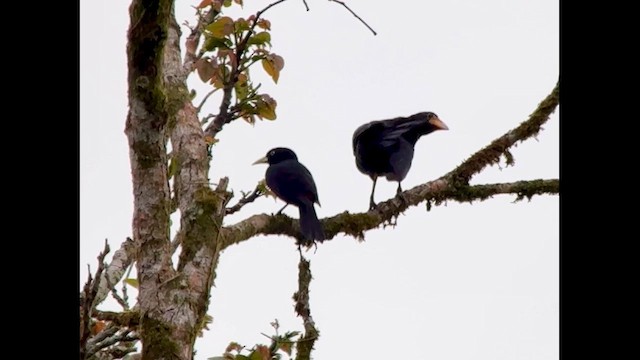 Giant Cowbird - ML633944477