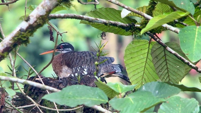 Sunbittern - ML633944914