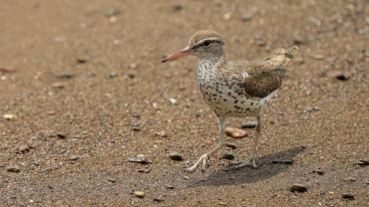 Spotted Sandpiper - ML633945017
