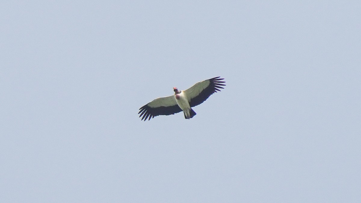 King Vulture - ML633945029