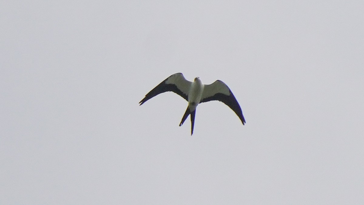 Swallow-tailed Kite - ML633945044