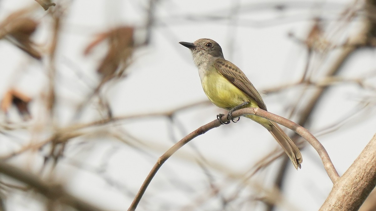 Panama Flycatcher - ML633945060