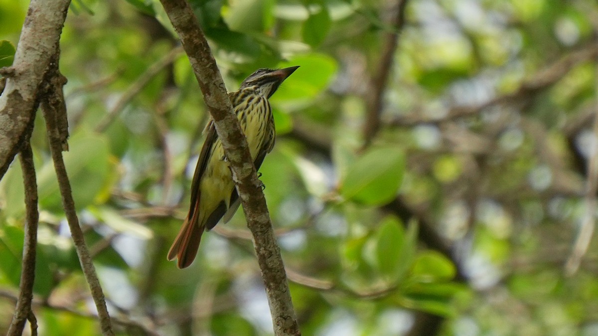 Sulphur-bellied Flycatcher - ML633945080