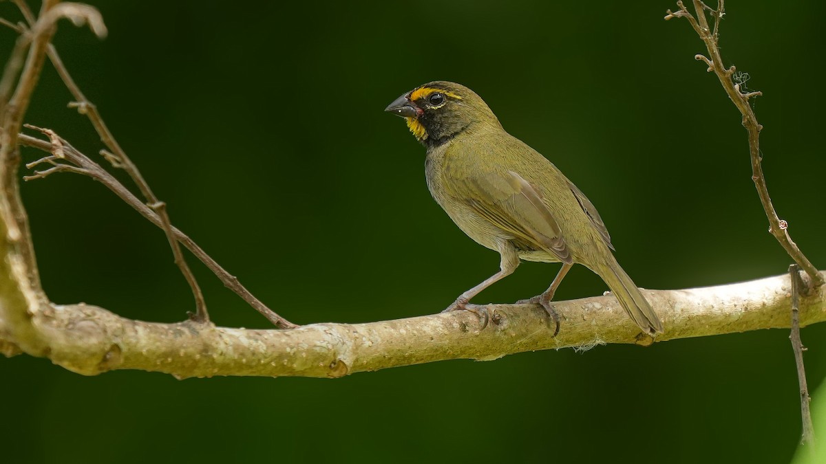 Yellow-faced Grassquit - ML633945091