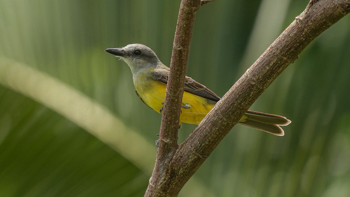 Tropical Kingbird - ML633945109