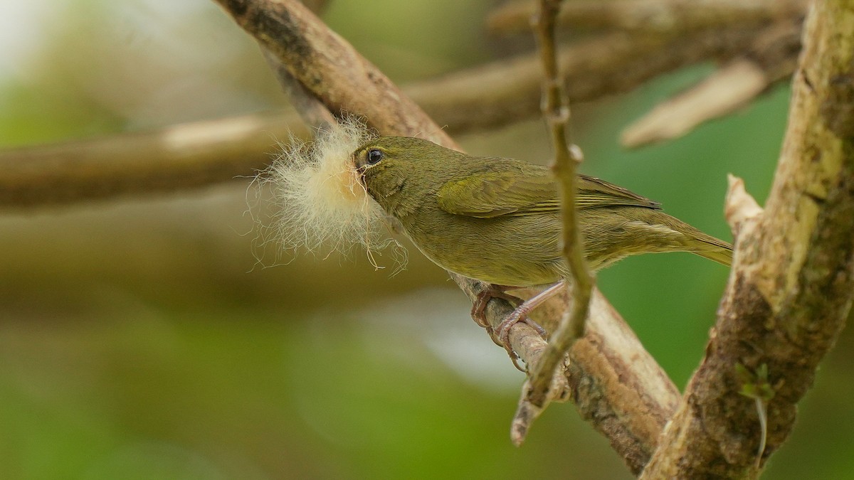 Yellow-faced Grassquit - ML633945141
