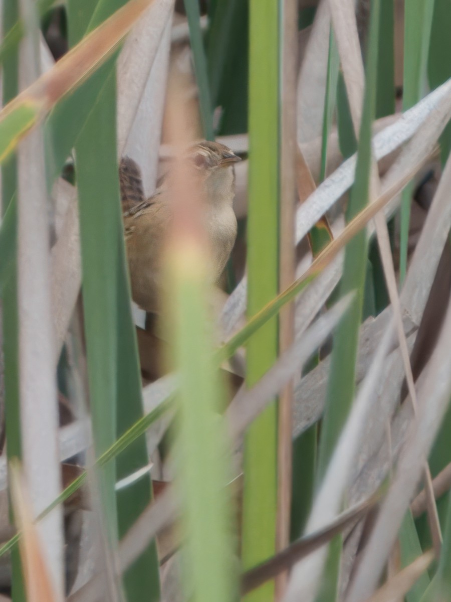 Grass Wren (Austral) - ML633945268