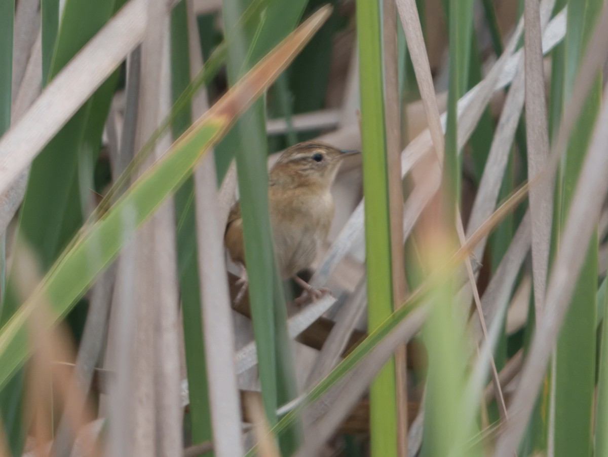 Grass Wren (Austral) - ML633945269