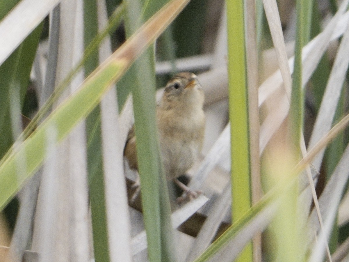 Grass Wren (Austral) - ML633945314