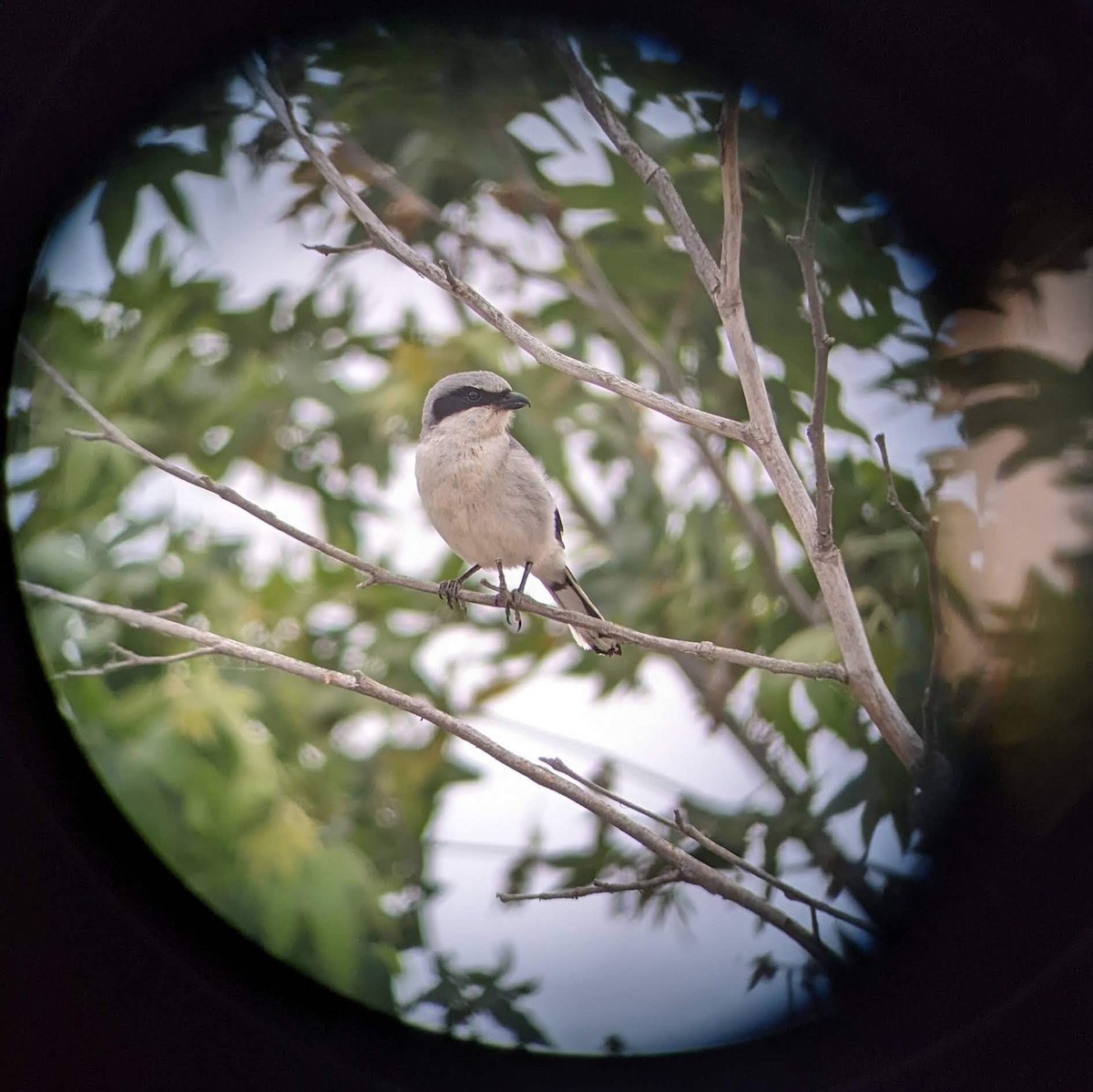 Loggerhead Shrike - ML633945320