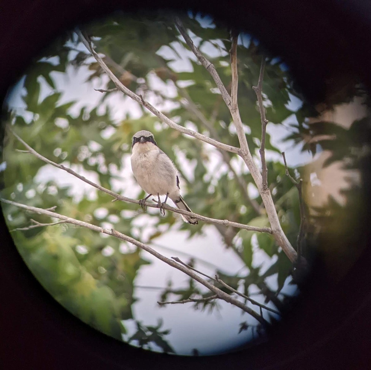 Loggerhead Shrike - ML633945321