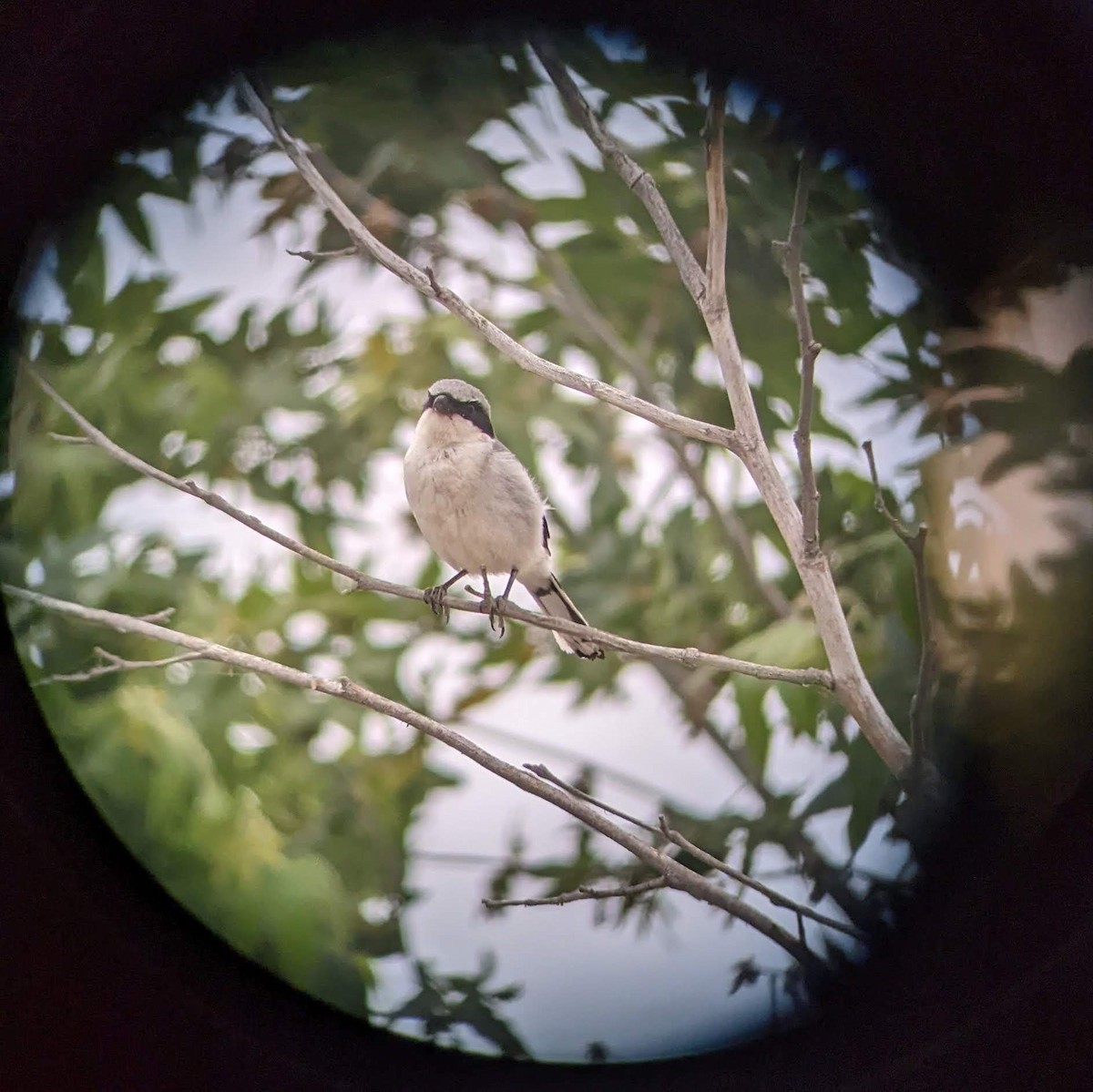 Loggerhead Shrike - ML633945322