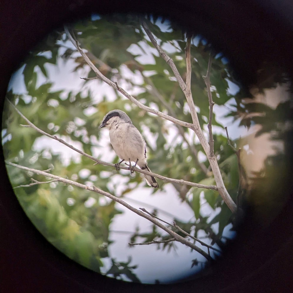 Loggerhead Shrike - ML633945323