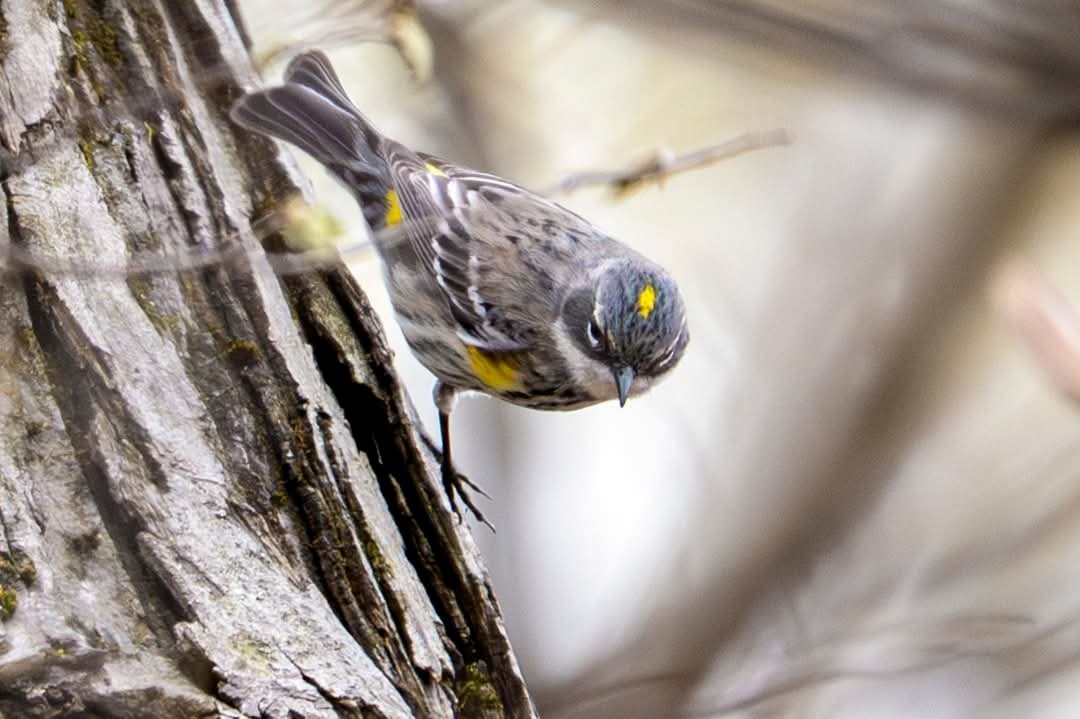 Yellow-rumped Warbler - ML633945356
